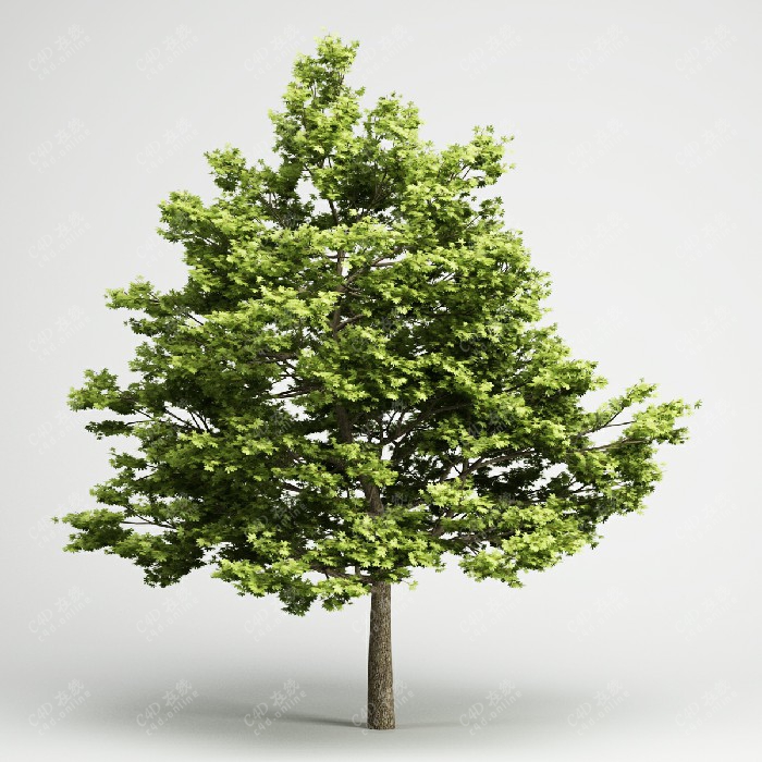 榆树大树模型