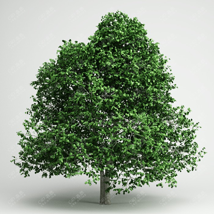 绿色圆叶树木绿植大树模型