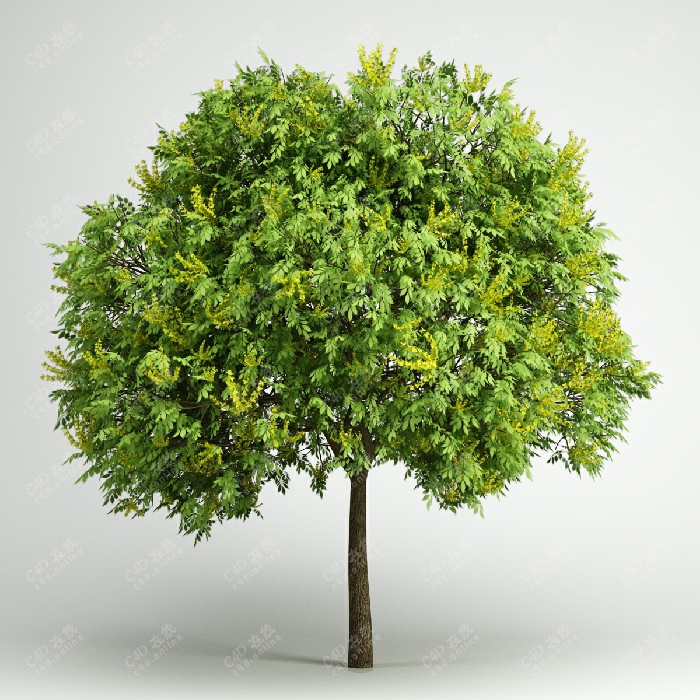栾树植物树木乔木绿植模型
