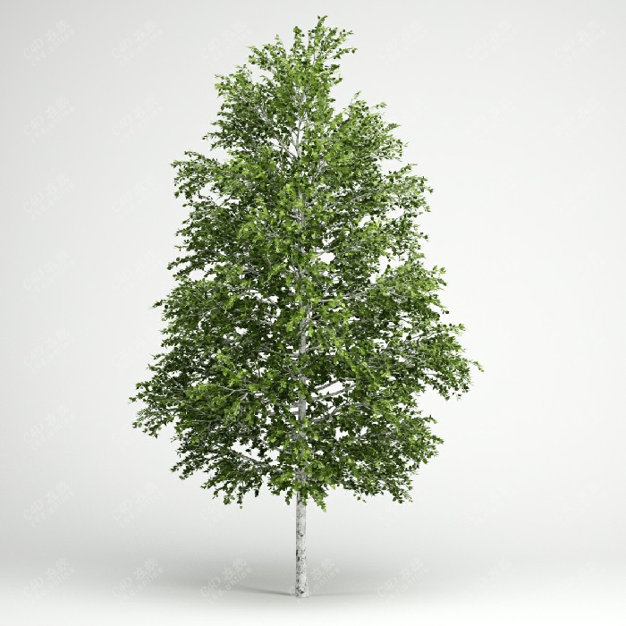 白桦树行道树桦树植物模型
