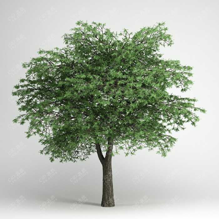 树木绿色植物绿植景观树模型