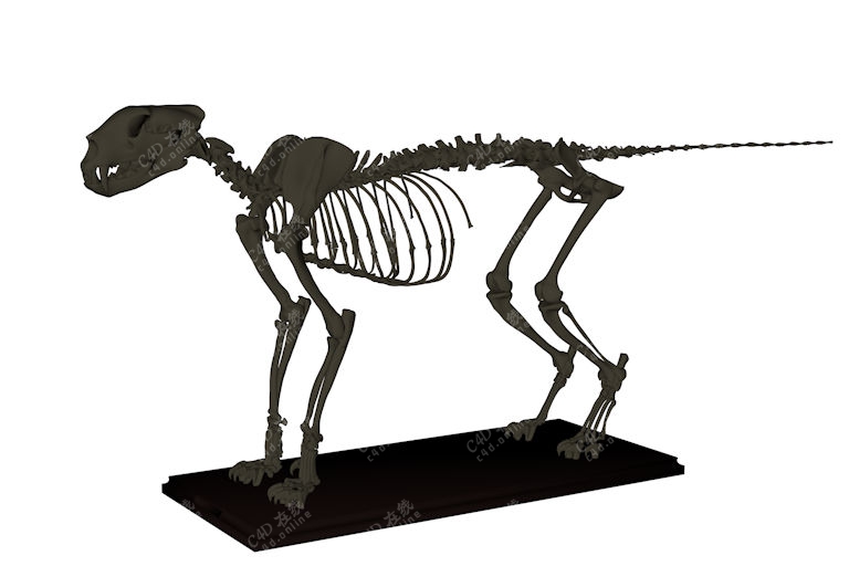 动物骨架展览模型