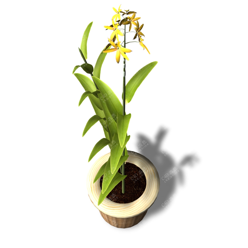 黄色盆栽植物模型