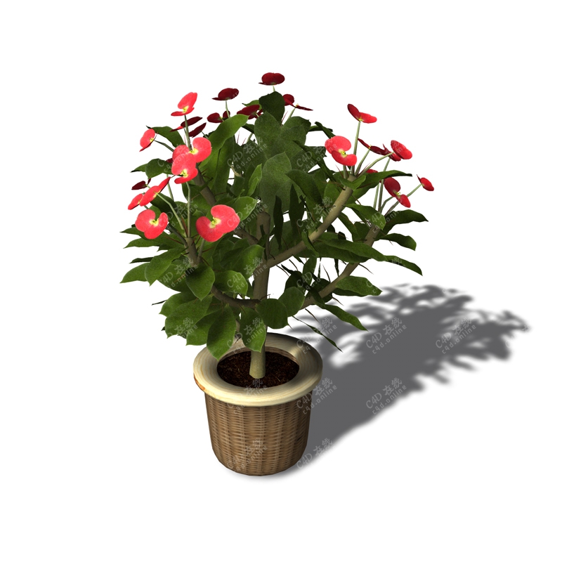 红色花卉盆栽植物模型