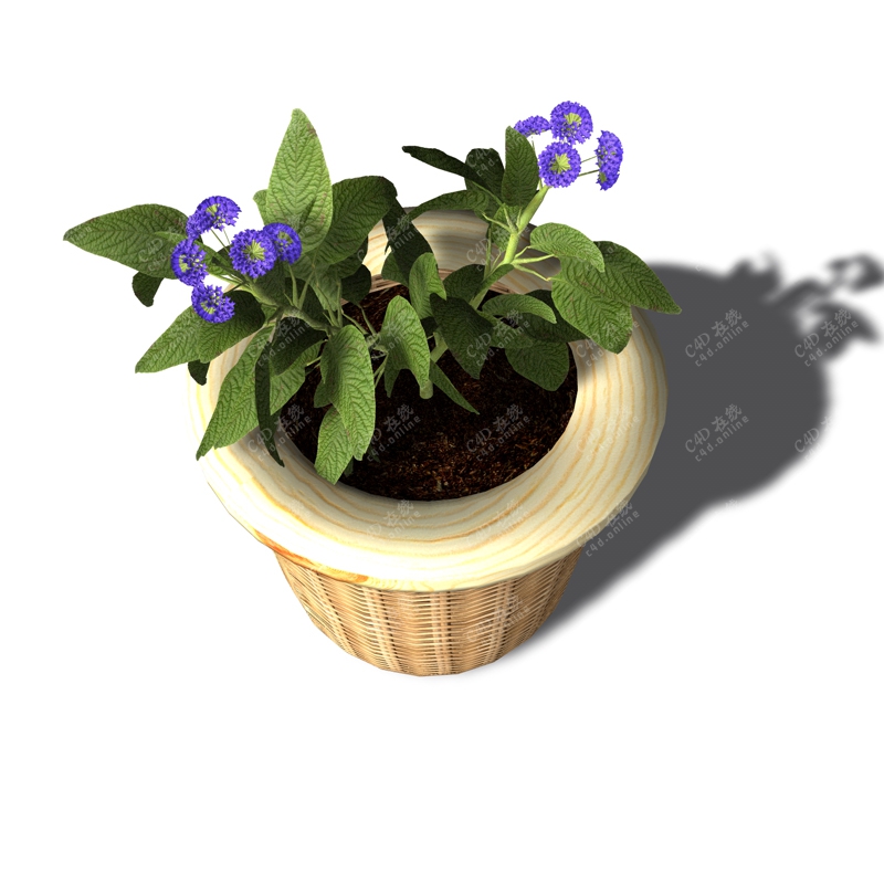 薄荷紫色小花盆栽植物模型