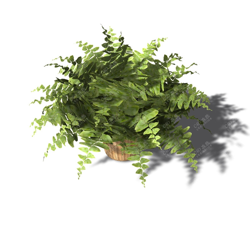 绿草植物模型