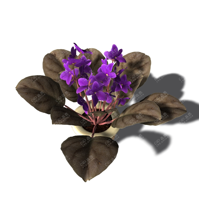 紫色花卉小花植物模型