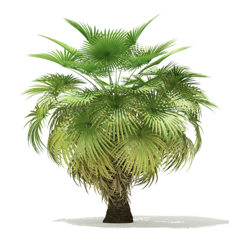 c4d棕榈树模型