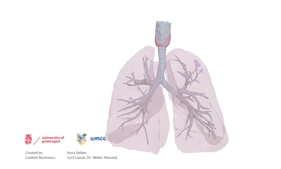 c4d人体医学器官肺模型
