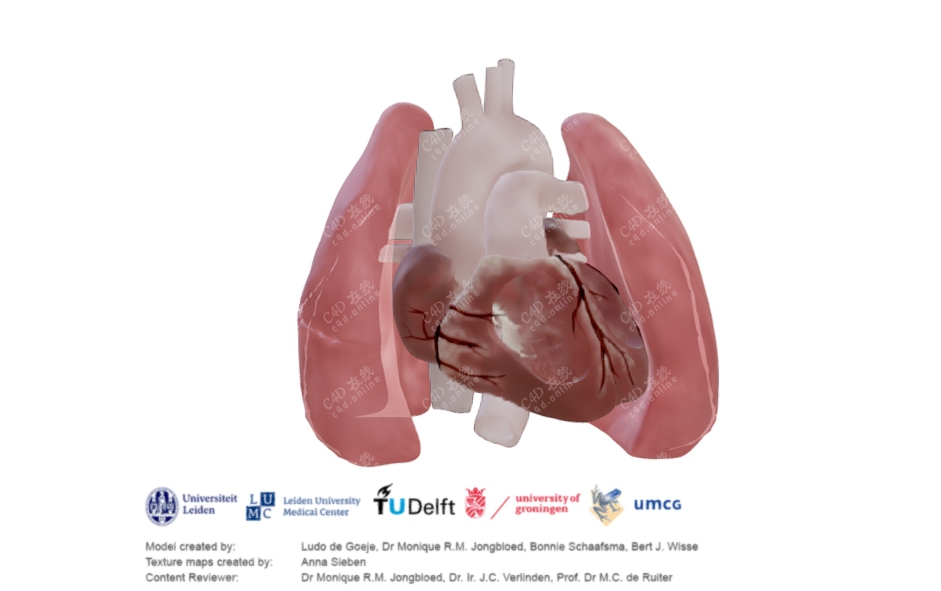 c4d器官心脏肺腔模型