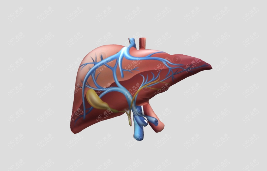 c4d器官肝模型