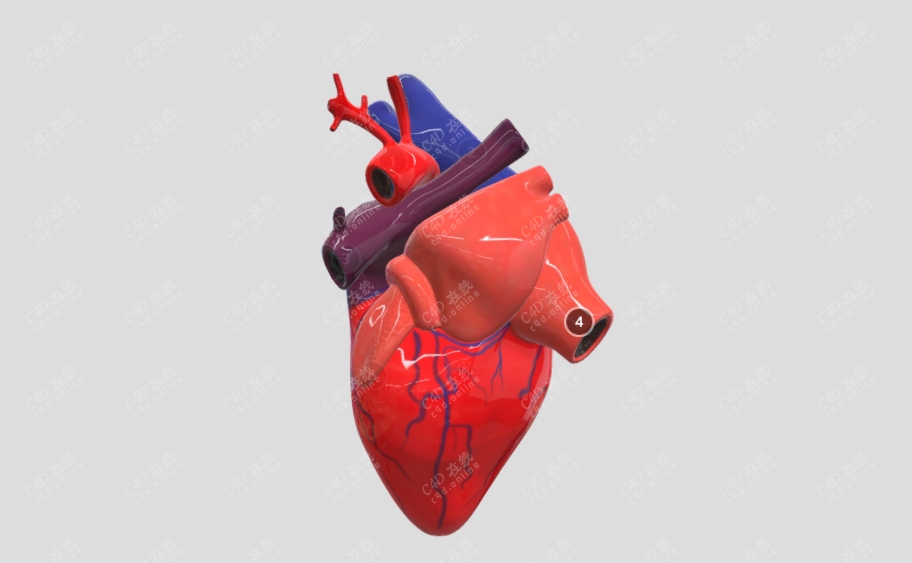 c4d器官心脏模型