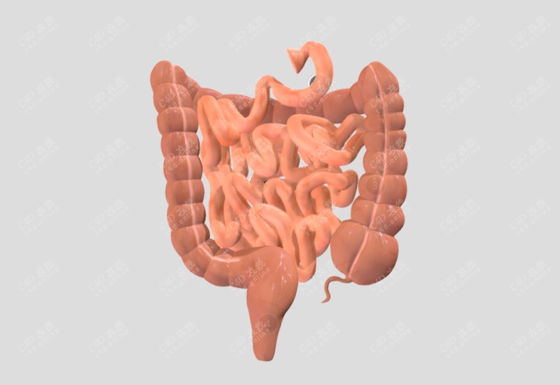 c4d器官小肠大肠模型