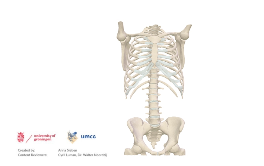 c4d器官骨架骨骼模型