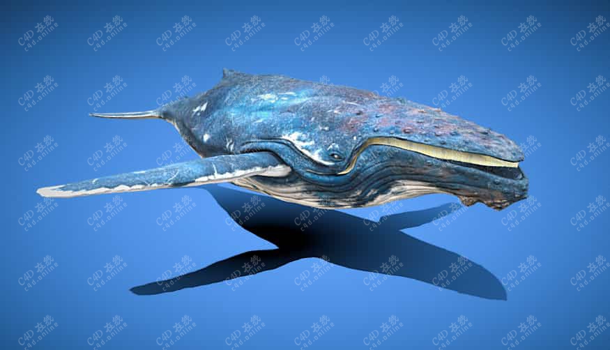 鲸鱼抹香鲸模型
