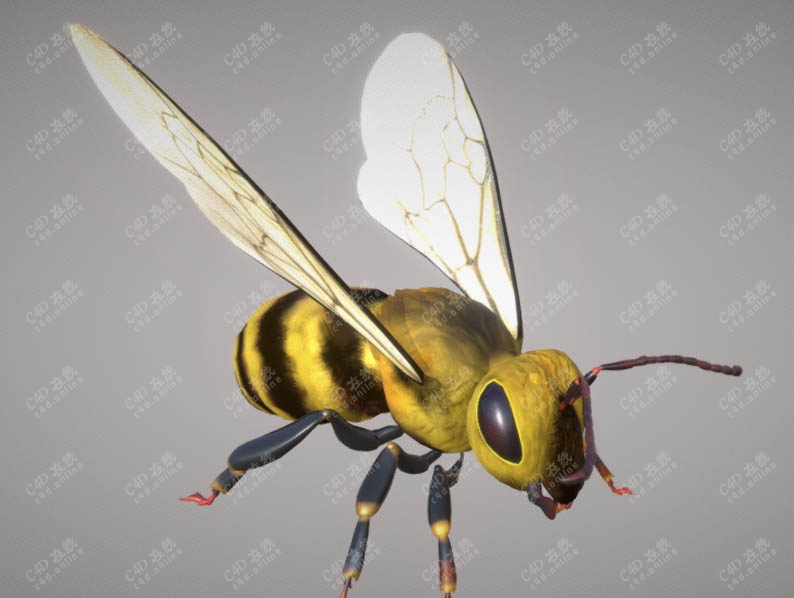 动物昆虫小蜜蜂