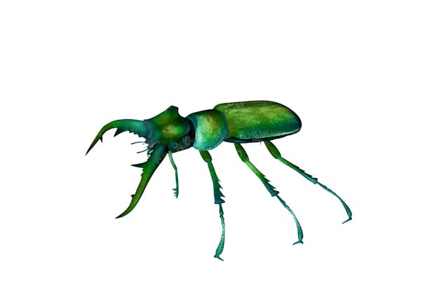 绿色昆虫甲壳虫