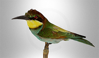 夜莺黄喉蜂虎鸟动物模型