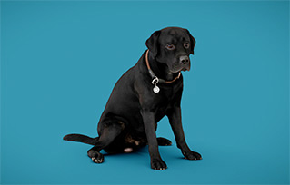 黑色拉布拉多犬宠物模型