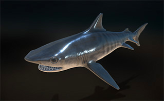 鲨鱼虎鲨海洋生物