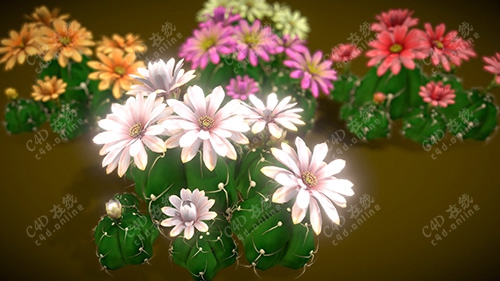仙人球花朵花瓣
