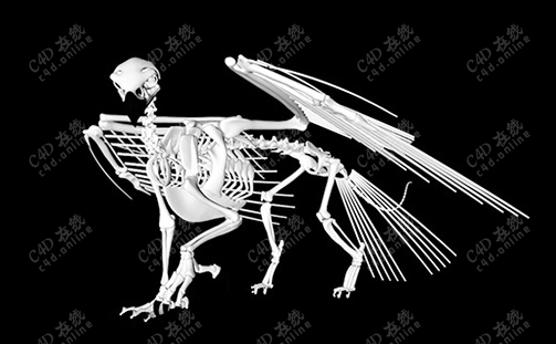 鸟羽骨头鸟骨骼骨架