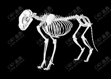 犬类狗骨头骨骼骨架