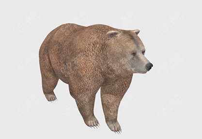 灰熊棕熊黑熊狗熊动物