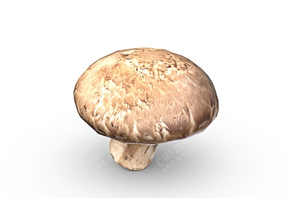 食材蘑菇香菇洋菇
