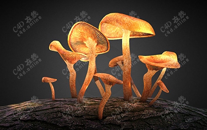 森林树菌蘑菇茶树菇