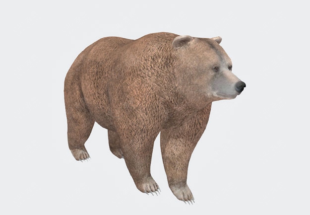 野生动物灰熊棕熊狗熊